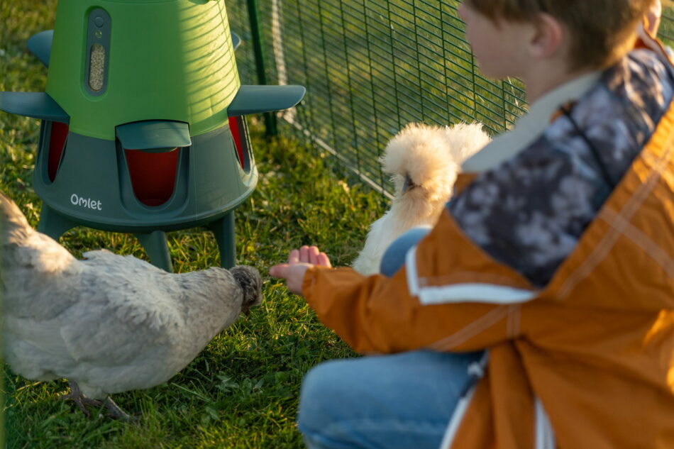 bambino che dà da mangiare alle galline dalla sua mano
