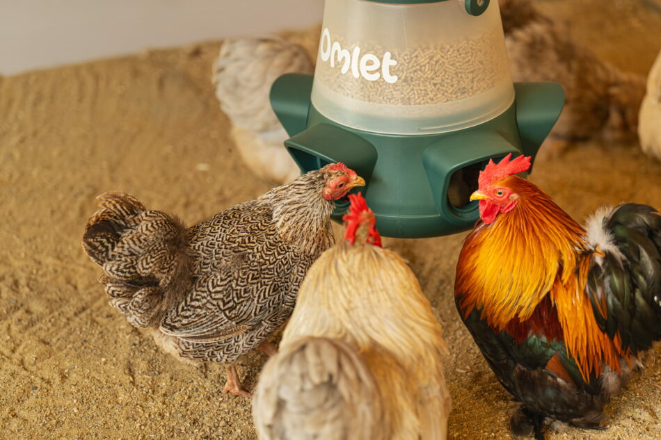 galline che mangiano da una mangiatoia zero-sprechi di omlet appesa a un recinto in legno