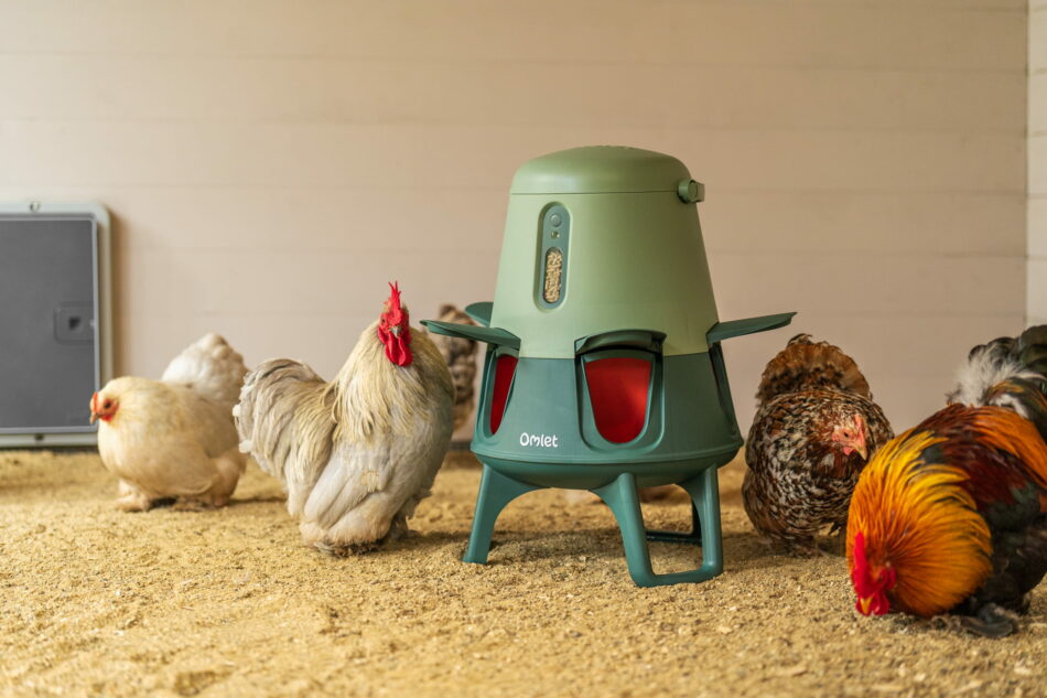 galline intorno a una mangiatoia smart zero-sprechi di omlet in un recinto in legno