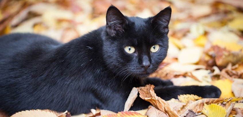 Un gatto nero seduto all’aperto sulle foglie