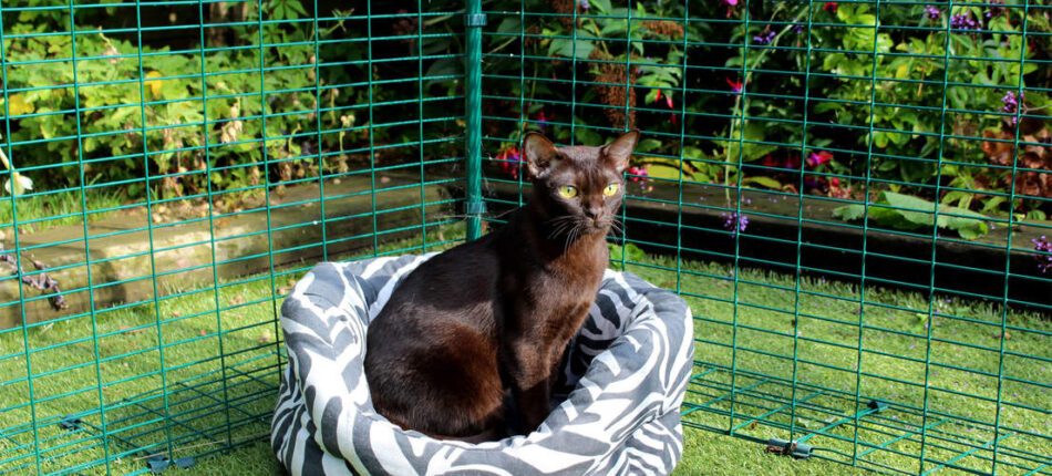 Un gatto nero seduto su una cuccia nel recinto Catio della Omlet 