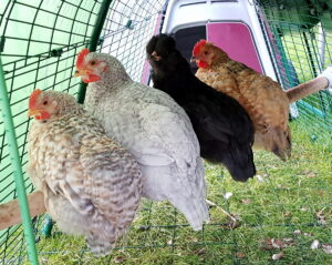 Quattro galline sedute insieme su un trespolo