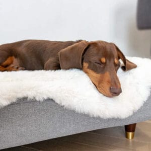 Un bassotto marrone che dorme su una cuccia Topology con copertura in finta pecora