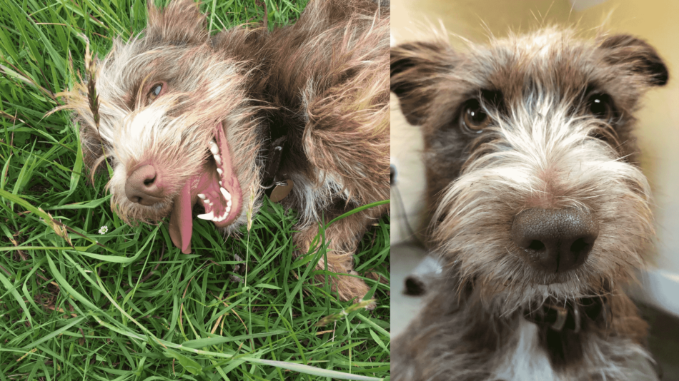 Un collage di cani marroni che sorridono