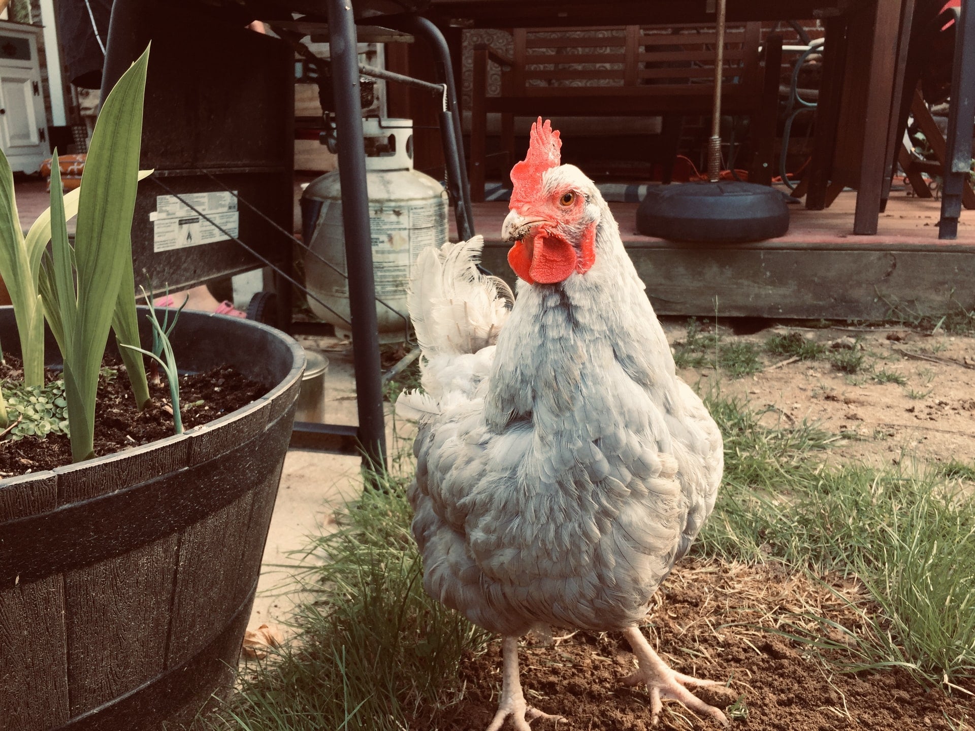 Una gallina grigia ferma in giardino