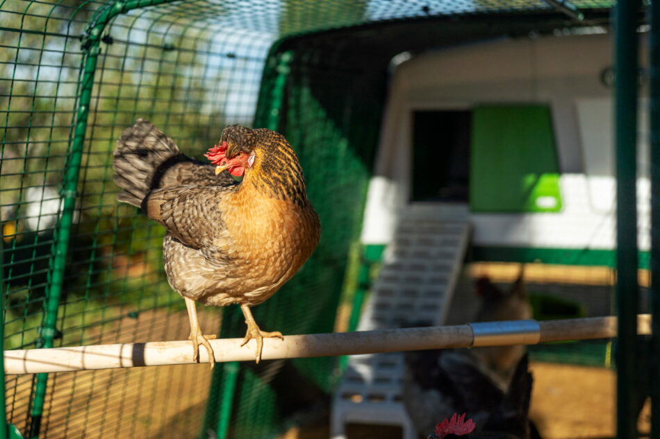 Gallina appollaiata nel recinto di Eglu Pro
