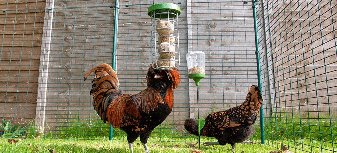 Un gallo e una gallina con un dispenser Caddi e un Peck Toy della Omlet