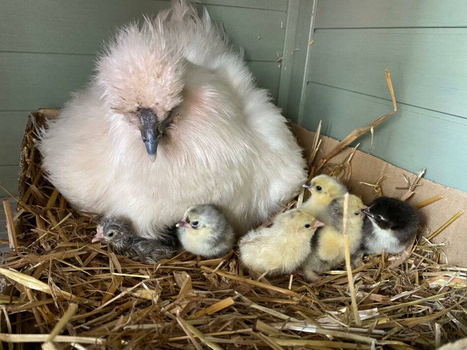 pulcini seduti con una mamma chioccia in un pollaio in legno
