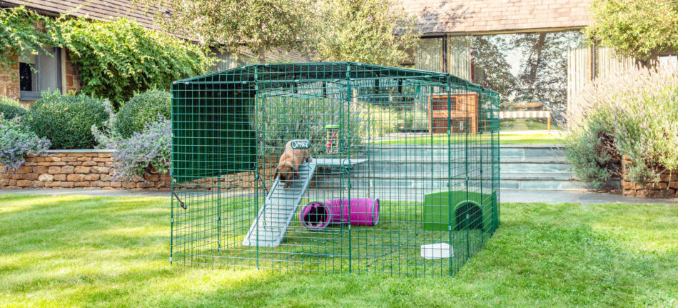 Un coniglio salta giù da una piattaforma Zippi all’interno di un recinto per conigli Zippi 
