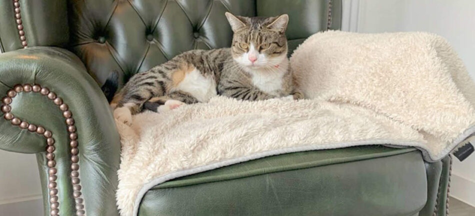 Un gatto si rilassa su una morbidissima ed elegante coperta Omlet