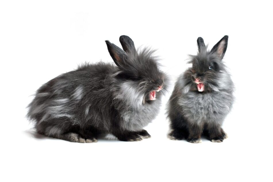 Due conigli grigi arrabbiati e aggressivi