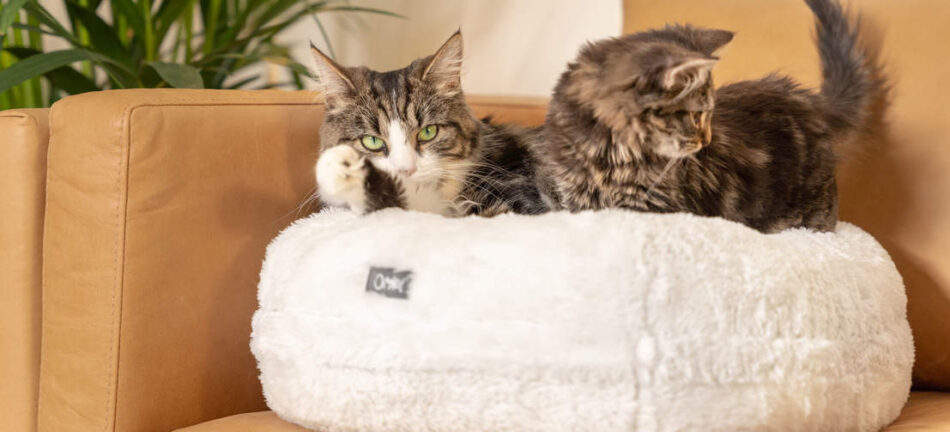 Due gatti si rilassano su una cuccia Maya Donut Mochi della Omlet