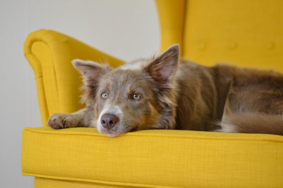 Un Border Collie steso su un sofa giallo brillante