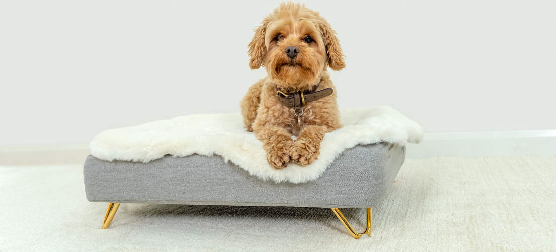 Un cane indossa un collare su una cuccia Topology con topper in pelle di pecora