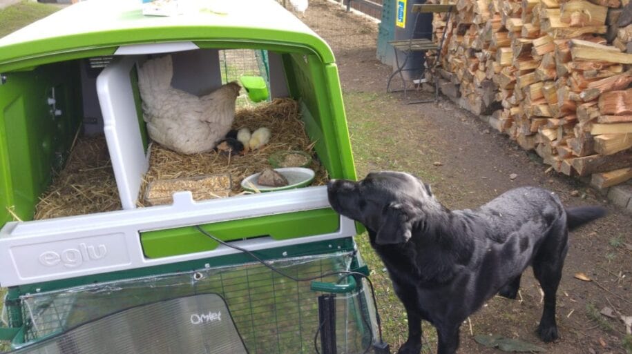 Un cane nero guarda un nido di gallina nel pollaio Eglu Cube