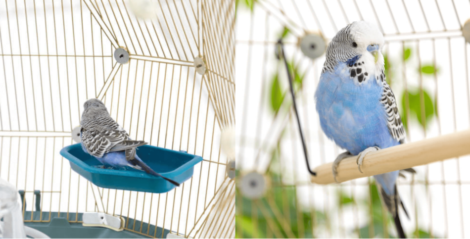 Un collage di un pappagallino blu e grigio nella gabbia Geo della Omlet