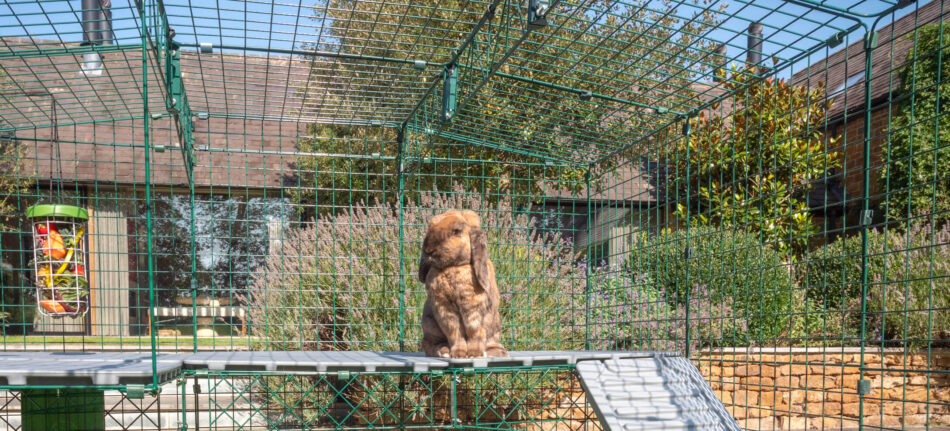 Un coniglio marrone sta dritto sulle zampe posteriori sulle piattaforme nel recinto Zippi