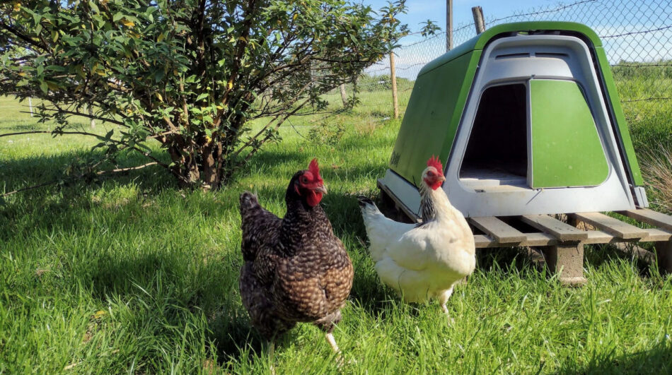 Due galline all’aperto vicino ad un pollaio Eglu Go della Omlet