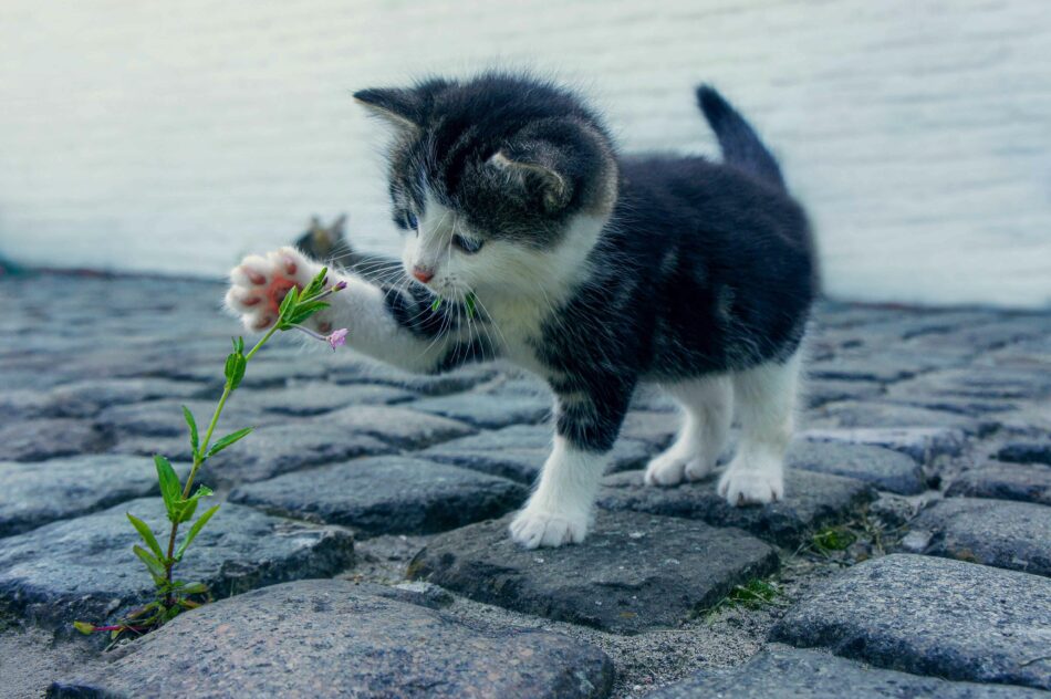 Gattino che gioca con un fiore all’aperto  