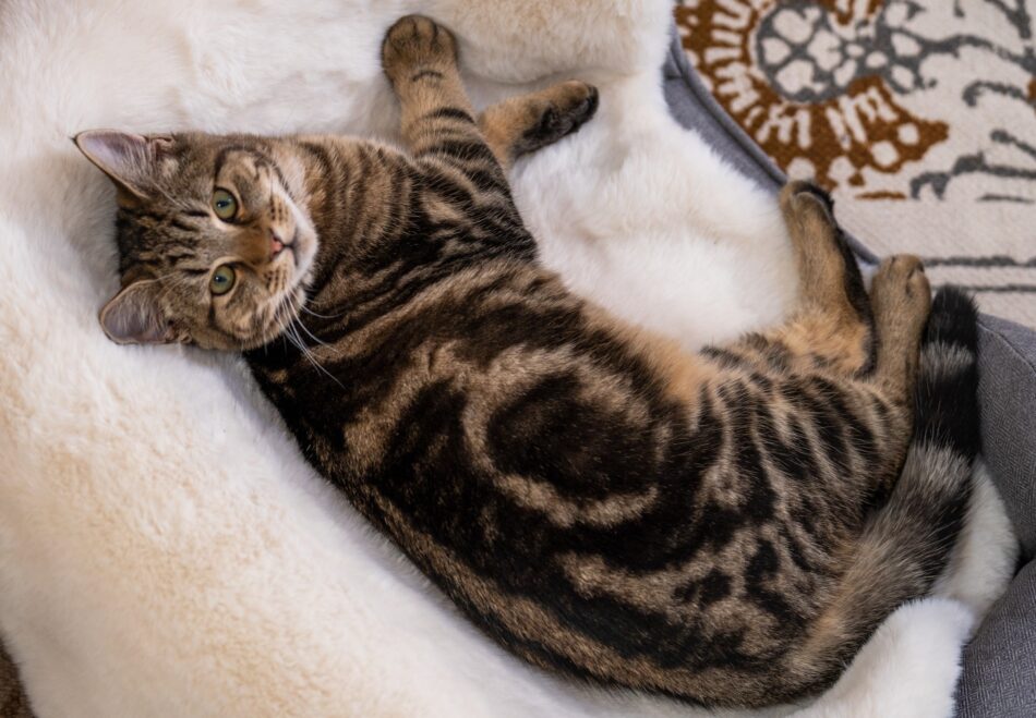 Gatto su un letto su una coperta elegante in finta pelle di pecora di Omlet