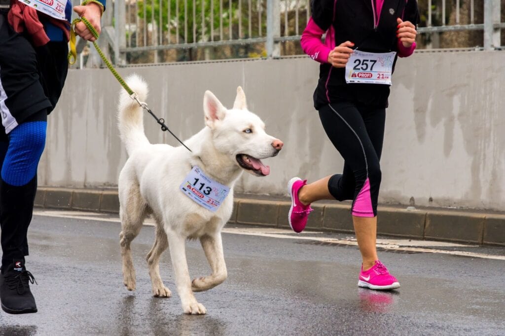 Un cane partecipa ad una gara di corsa con il suo padrone
