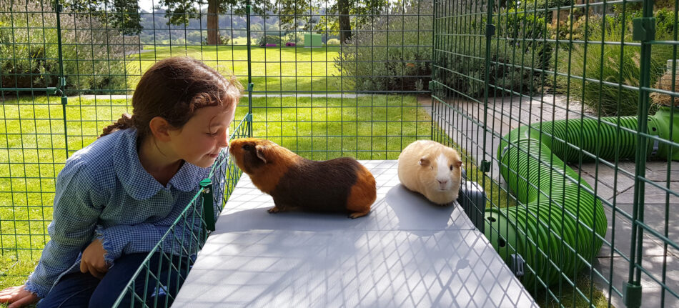 Una ragazza guarda i porcellini d’india seduti nel recinto esterno della Omlet