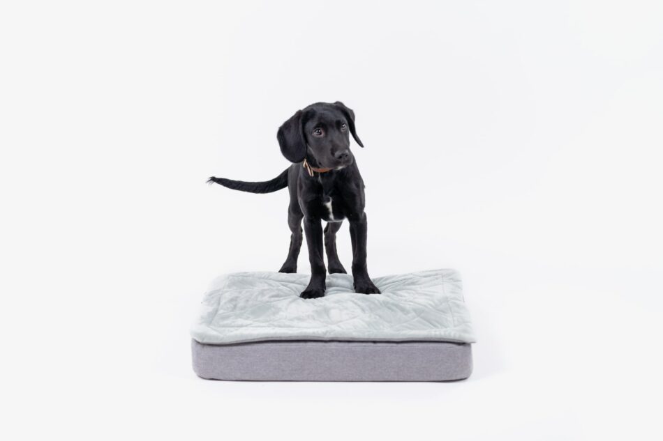 Cucciolo di Labrador nero su una cuccia Topology di Omlet con un topper trapuntato 