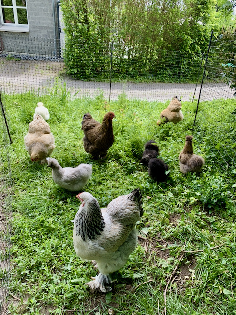 Un gruppo di galline razzola libero