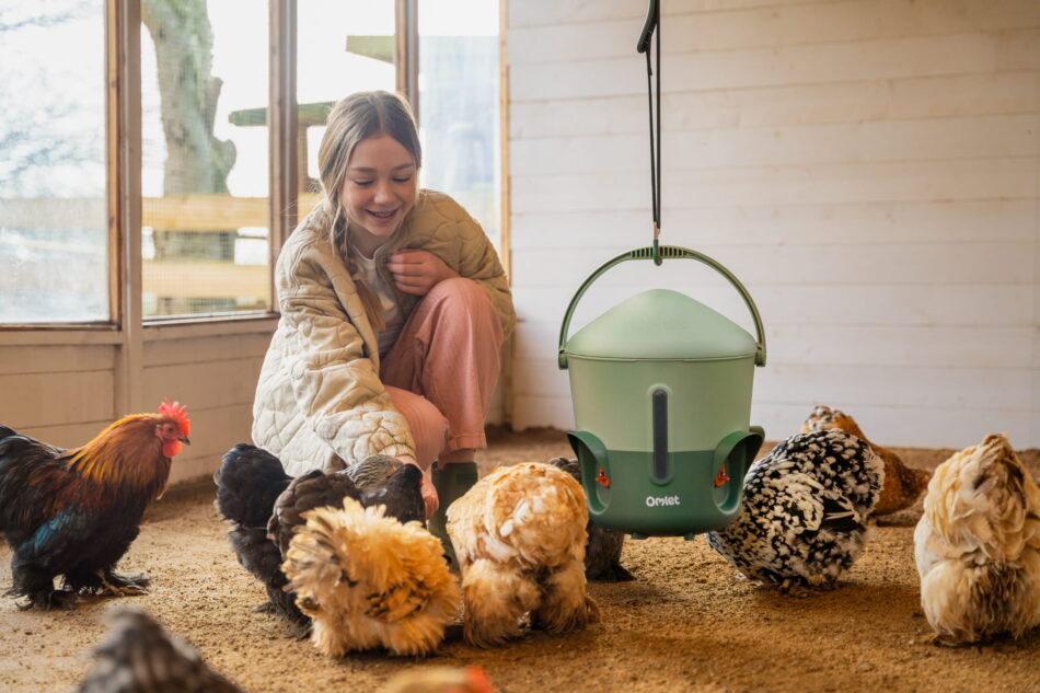 bambina che gioca con le galline in un recinto in legno