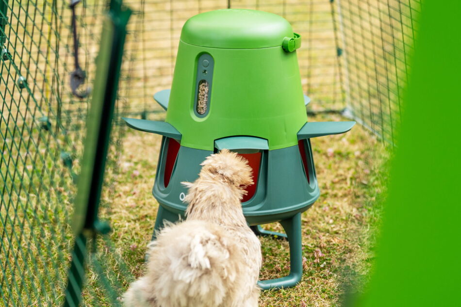 gallina che mangia da una mangiatoia smart