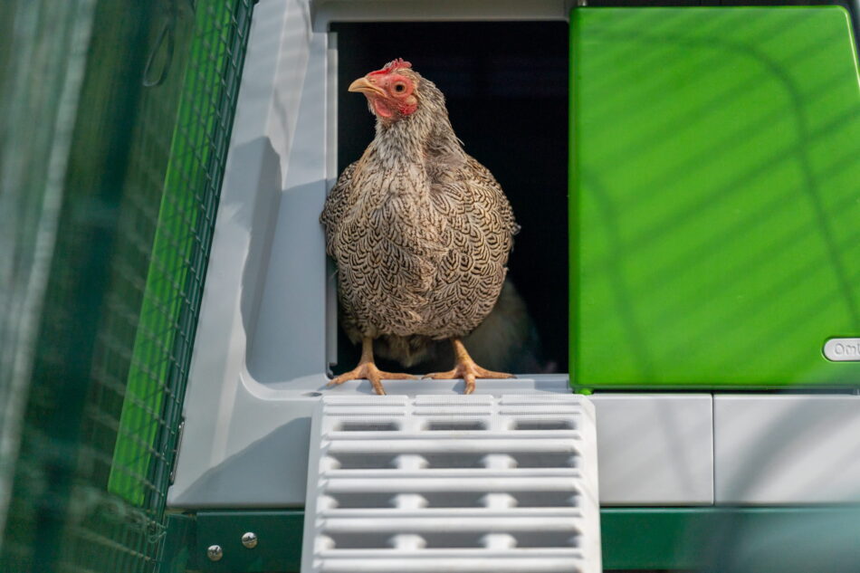 gallina sulla porta di eglu pro