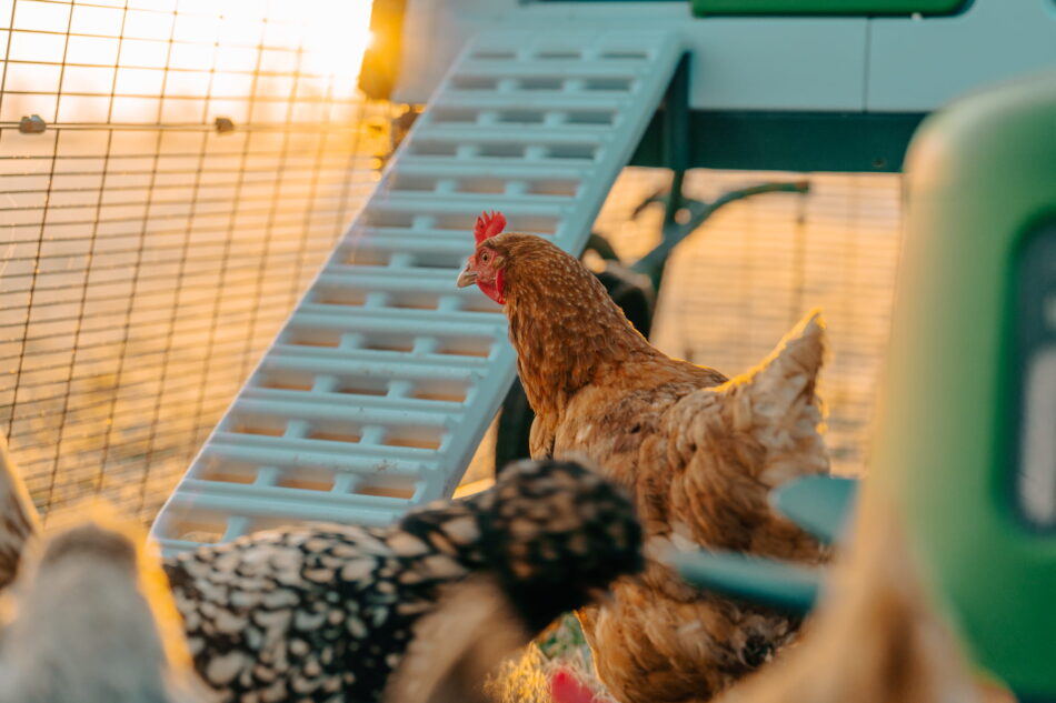 galline in piedi di fronte a un eglu pro