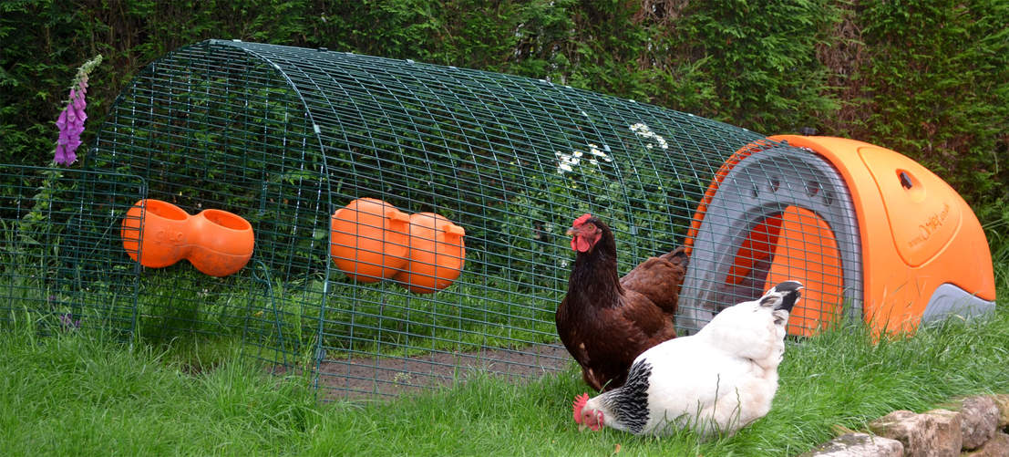 Due galline all’aperto e il loro pollaio Eglu Classic