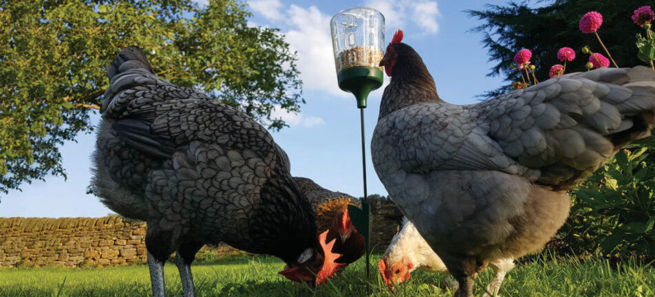 Due galline becchettano un Peck Toy pendente della Omlet