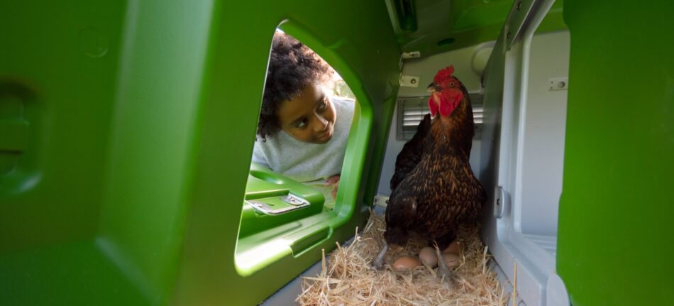 Un ragazzo osserva una gallina che fa l’uovo in un pollaio Eglu Cube della Omlet