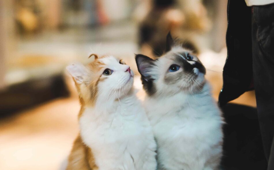 Due gatti seduti, entrambi guardano nella stessa direzione 