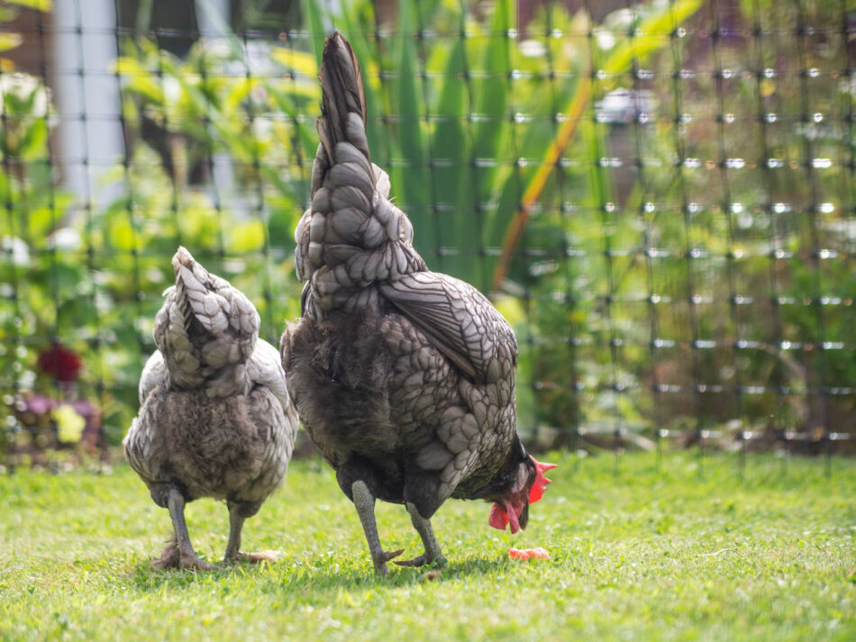 Primo piano di due galline grige che camminano nell’erba