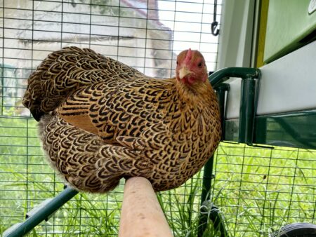 Una bella gallina che riposa su un trespolo in un recinto per galline