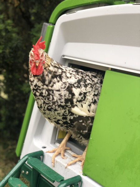 Una gallina che guarda fuori da un pollaio color verde