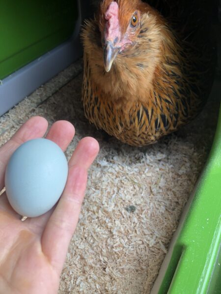 Una gallina in un pollaio Eglu che depone un uovo blu