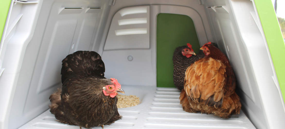 Tre galline in un nido del pollaio Eglu Go UP