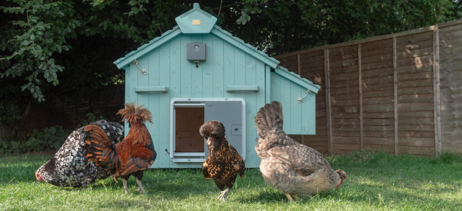 porta automatica pollaio galline regalo guida polli