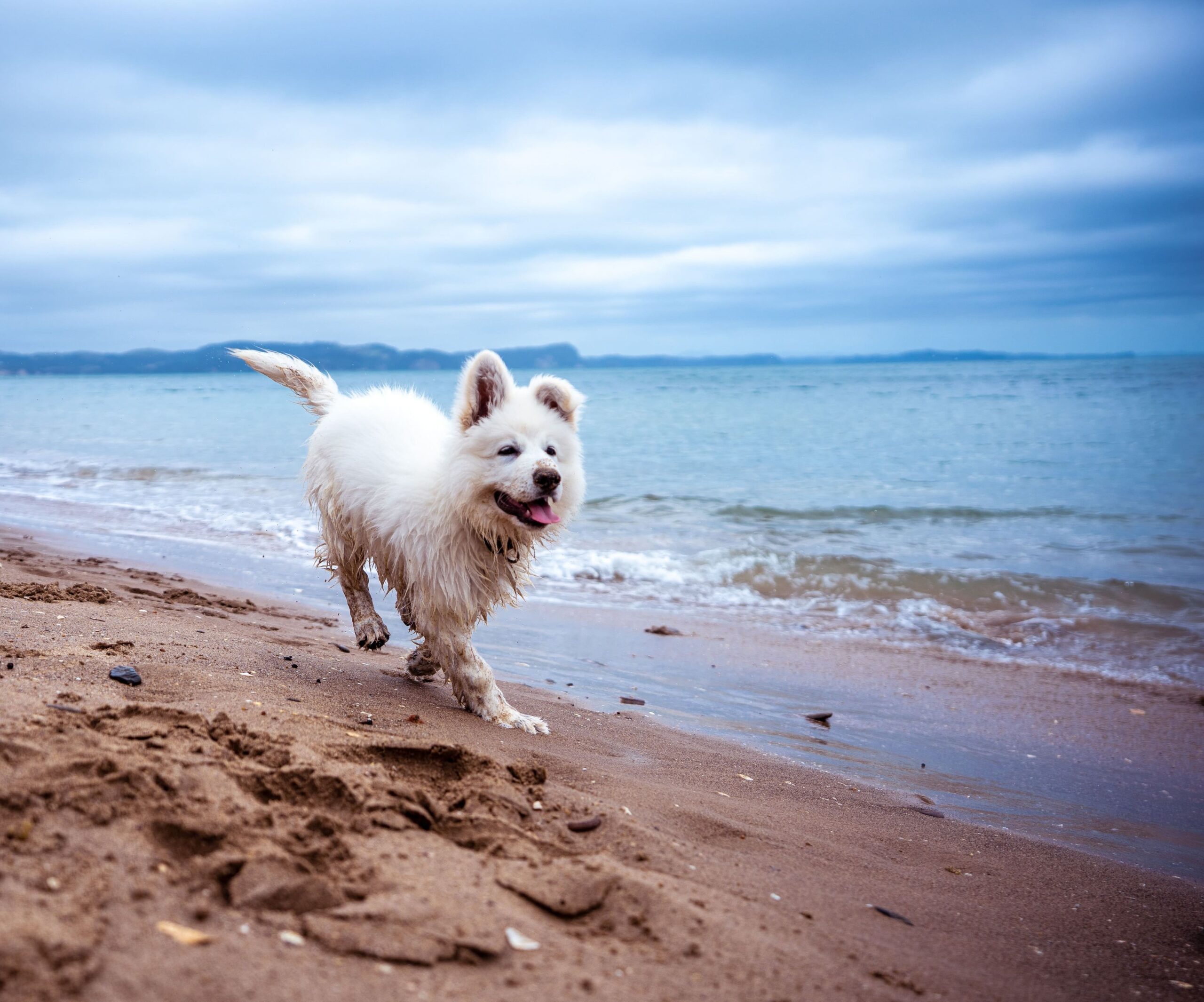 Un cane che corre sulla spiaggia