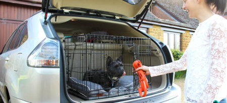 Un cane in un kennel Fido nel bagagliaio di un auto