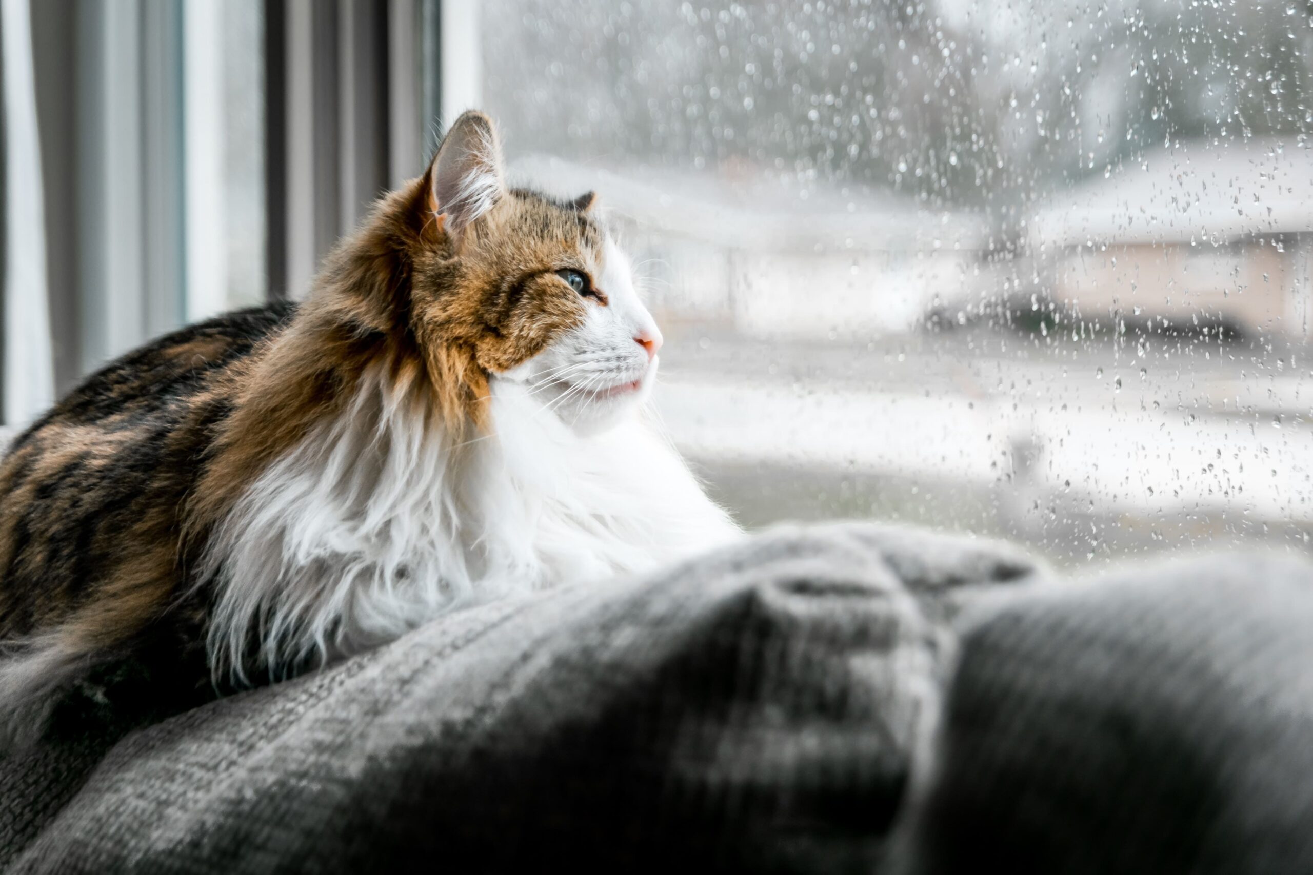 Un gatto guarda fuori dalla finestra, la neve fuori