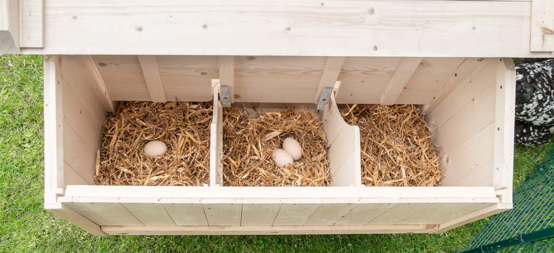 Grosso pollaio in legno con nido free range 