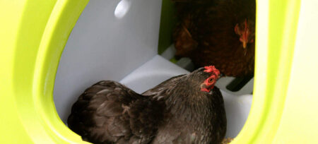Nido per galline nel pollaio Omlet Eglu Classic