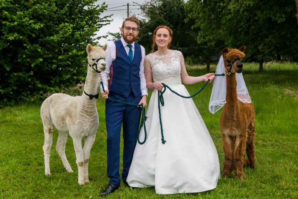 Sposa e sposo che tengono due alpaca