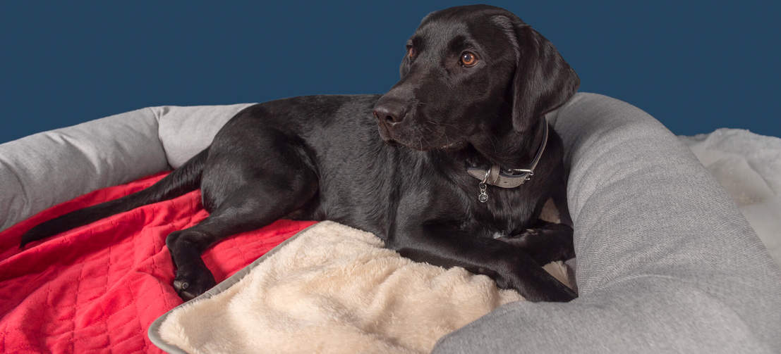 Un Labrador nero steso su un’elegante e morbidissima coperta Omlet color rosso stella di natale