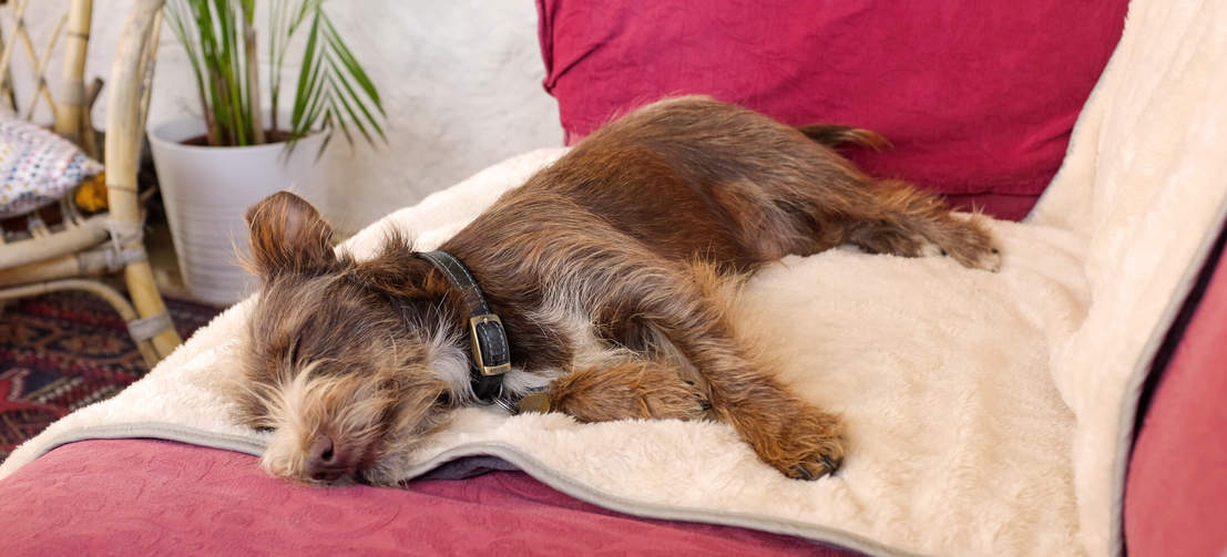 Un cane marrone steso su un’elegante e morbidissima coperta grigia della Omlet
